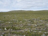 N, Finnmark, Nordkapp, Skarsvag 17, Saxifraga-Willem van Kruijsbergen