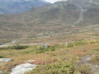 N, Innlandet, Oystre Slidre, Bygdin 9, Saxifraga-Annemiek Bouwman