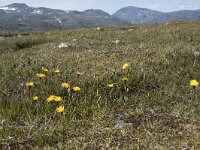 N, Innlandet, Oystre Slidre, Valdresflya 23, Saxifraga-Willem van Kruijsbergen