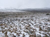 N, Innlandet, Oystre Slidre, Valdresflya 6, Saxifraga-Willem van Kruijsbergen