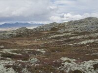 N, Innlandet, Sel, Klufttjonne 18, Saxifraga-Willem van Kruijsbergen