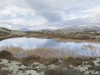 N, Innlandet, Sel, Klufttjonne 23, Saxifraga-Willem van Kruijsbergen