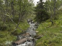 N, Innlandet, Sel, Mysuseter 1, Saxifraga-Willem van Kruijsbergen