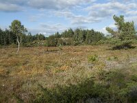 N, More og Romsdal, Fraena, Gule 28, Saxifraga-Annemiek Bouwman