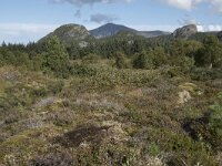 N, More og Romsdal, Fraena, Hustad 5, Saxifraga-Willem van Kruijsbergen