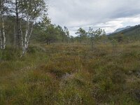 N, More og Romsdal, Fraena, Trollkyrkja 4, Saxifraga-Willem van Kruijsbergen