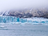 N, Spitsbergen, Burgerbukta 12, Saxifraga-Bart Vastenhouw