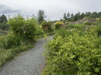 N, Troms, Tromso, botanical garden 1, Saxifraga-Willem van Kruijsbergen