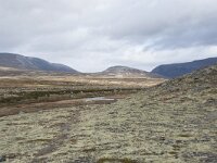 N, Trondelag, Oppdal, Gronbakken 10, Saxifraga-Willem van Kruijsbergen