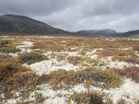 N, Trondelag, Oppdal, Gronbakken 2, Saxifraga-Willem van Kruijsbergen