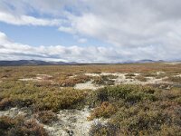 N, Trondelag, Oppdal, Gronbakken 3, Saxifraga-Willem van Kruijsbergen