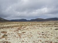 N, Trondelag, Oppdal, Gronbakken 4, Saxifraga-Willem van Kruijsbergen