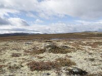 N, Trondelag, Oppdal, Gronbakken 5, Saxifraga-Willem van Kruijsbergen