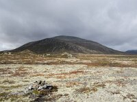 N, Trondelag, Oppdal, Gronbakken 6, Saxifraga-Willem van Kruijsbergen