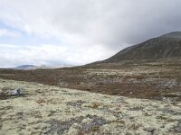 N, Trondelag, Oppdal, Gronbakken 8, Saxifraga-Willem van Kruijsbergen