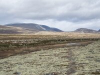 N, Trondelag, Oppdal, Gronbakken 9, Saxifraga-Willem van Kruijsbergen