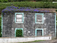 P, Acores, Pico, Lajes do Pico 1, Saxifraga-Bart Vastenhouw