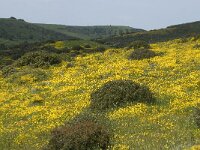 P, Faro, Salema 17, Saxifraga-Willem van Kruijsbergen