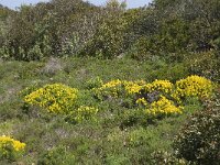 P, Faro, Salema 8, Saxifraga-Willem van Kruijsbergen