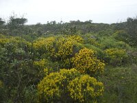 P, Faro, Vila do Bispo 10, Saxifraga-Willem van Kruijsbergen