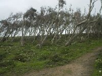 P, Faro, Vila do Bispo 4, Saxifraga-Willem van Kruijsbergen