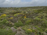P, Faro, Vila do Bispo, Cabo Sao Vicente 55, Saxifraga-Willem van Kruijsbergen
