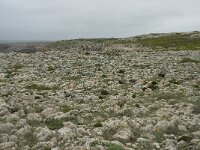 P, Faro, Vila do Bispo, Cabo Sao Vicente 6, Saxifraga-Willem van Kruijsbergen