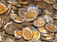 P, Madeira 16, Saxifraga-Foto Fitis-Sytske Dijksen