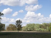 RO, Tulcea, C.A. Rosetti, near Letea 6, Saxifraga-Tom Heijnen