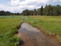 SLO, Koroska, Dravograd, Vrata 8, Saxifraga-Hans Dekker