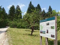 SLO, Notranjska, Obcina Loska dolina, Grad Sneznik 4, Saxifraga-Hans Dekker