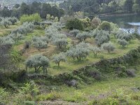 E, Avila, Arenas de San Pedro 7, Saxifraga-Willem van Kruijsbergen