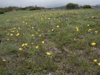 E, Avila, Hoyos del Espino 5, Saxifraga-Willem van Kruijsbergen