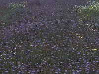 E, Caceres, Monroy 2, Saxifraga-Jan van der Straaten