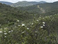 E, Caceres, Serradilla, Villarreal de San Carlos 3, Saxifraga-Willem van Kruijsbergen