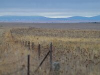 E, Caceres, Trujillo, CC-128 road to Caceres 9, Saxifraga-Tom Heijnen