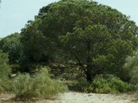 E, Cadiz, Barbate 2, Saxifraga-Jan van der Straaten