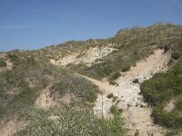 E, Cantabria, Liencres, Dunas de Liencres 96, Saxifraga-Willem van Kruijsbergen