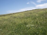 E, Cantabria, Liencres, Punta de San Juan de la Canal 3, Saxifraga-Willem van Kruijsbergen
