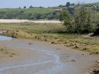 E, Cantabria, Valdaliga, Puente De La Rabia 5, Saxifraga-Willem van Kruijsbergen
