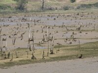 E, Cantabria, Valdaliga, Puente De La Rabia 6, Saxifraga-Willem van Kruijsbergen