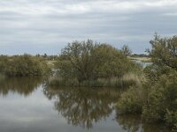 E, Girona, Castello d Empuries, Castelet 1, Saxifraga-Marijke Verhagen