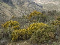 E, Malaga, Cartajima 2, Saxifraga-Willem van Kruijsbergen
