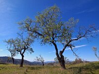 E, Malaga, Casabermeja 3, Saxifraga-Hans Dekker