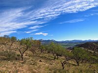 E, Malaga, Casabermeja 4, Saxifraga-Hans Dekker