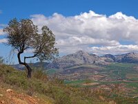 E, Malaga, Casabermeja 7, Saxifraga-Hans Dekker