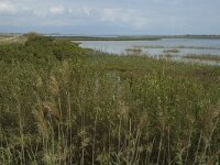 E, Tarragona, Deltebre, Canal Vell 11, Saxifraga-Jan van der Straaten