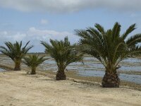 E, Tarragona, Deltebre, Canal Vell 13, Saxifraga-Jan van der Straaten