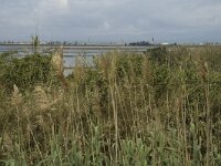 E, Tarragona, Deltebre, Canal Vell 8, Saxifraga-Jan van der Straaten