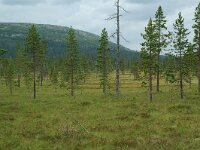 S, Dalarna, Sarna, National Park Fulufjallet 20, Saxifraga-Willem van Kruijsbergen